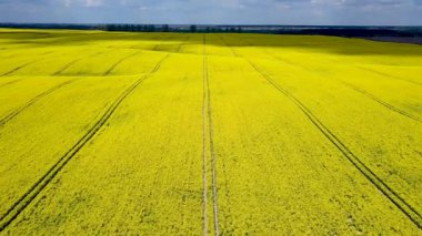 Sarı kanola tarlası. Çiçek açan kolza tohumu tarlası. İnsansız hava aracı görüntüleri.