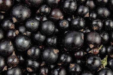 Doğal organik siyah frenk üzümü ve çeşitli olgun böğürtlenler aşırı derecede yakın planda toplanmış.. 