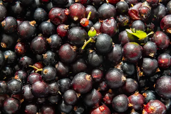 Latar Belakang Kursor Hitam Organik Dengan Berbagai Berry Matang Berkumpul — Stok Foto