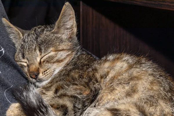 Gato Cinzento Ter Uma Soneca Perto Assento Proprietários — Fotografia de Stock