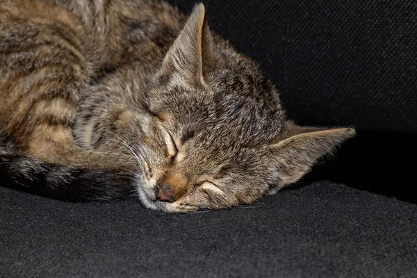 Gato Cinzento Ter Uma Soneca Perto Assento Proprietários — Fotografia de Stock