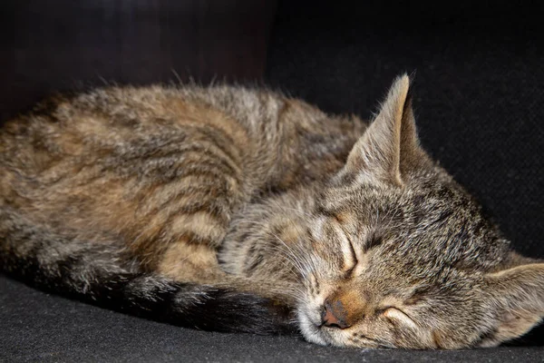 Gato Cinzento Ter Uma Soneca Perto Assento Proprietários — Fotografia de Stock
