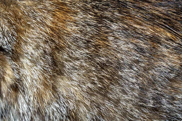 Extreme Closeup Animal Fur — Stock Photo, Image