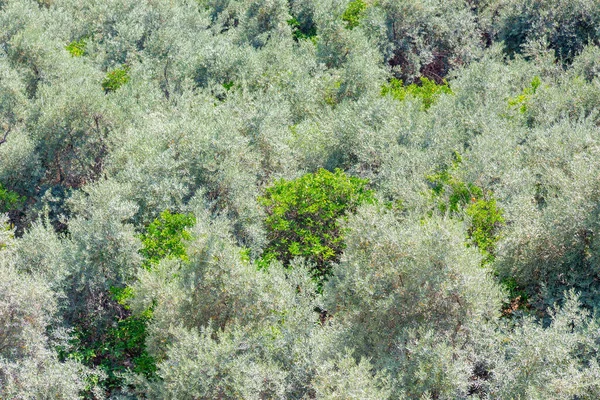 Mediterranean Middle Eastern Forest Consisting Olive Orange Trees Aerial View — Stock Photo, Image