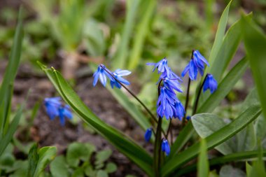 Sibirya Squill 'i (Scilla siberica) bahar mevsiminde çiçek açar. 
