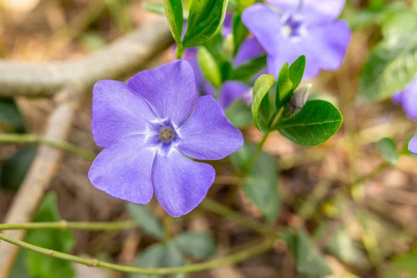 Periwinkle Flower Sunny Springtime Day — Stock Photo, Image