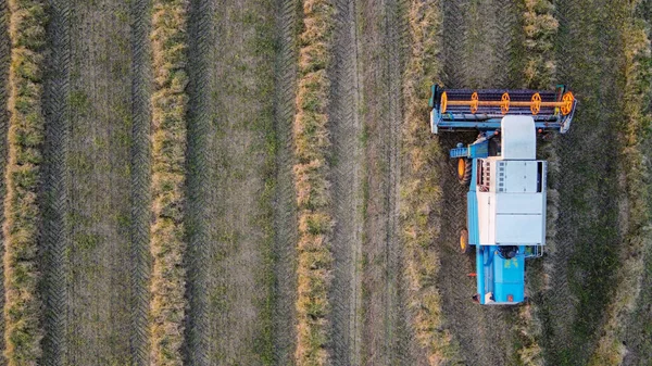 コピースペースのある農地で作物を収穫しながら 上から見ると白と青の収穫者 — ストック写真