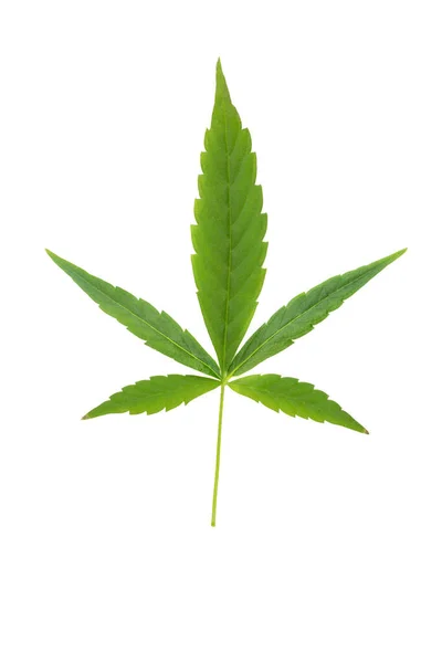 Hoja Cannabis Cortada Sobre Fondo Blanco Listo Para Colocar Maquetas — Foto de Stock