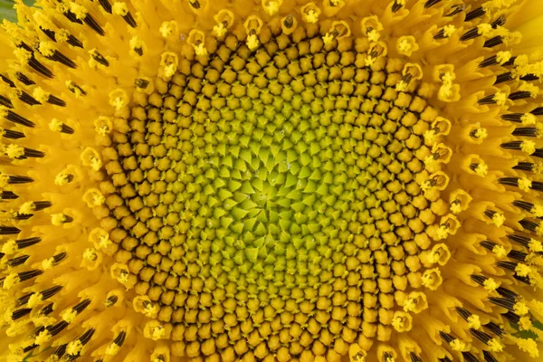 Sunflower Head High Resolution Extreme Closeup Background — Stock Photo, Image