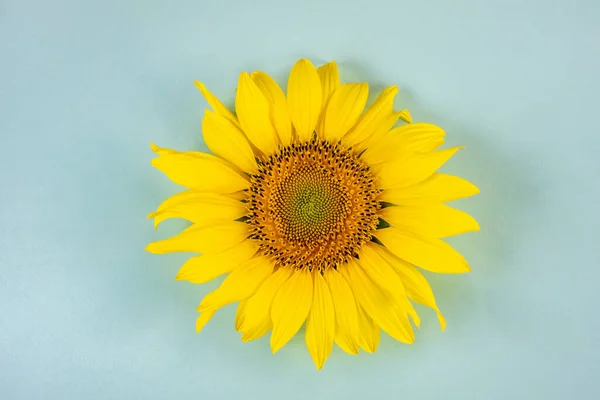 Still life of a sunflower on a blue pastel background. Rural beauty mock-up background.