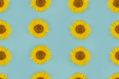 Ayçiçekleri kusursuz arkaplan dokusu. Pastel mavi arka planda birden fazla ayçiçeği