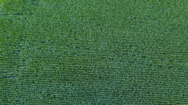 İnsansız hava aracı perspektifinden mısır tarlası