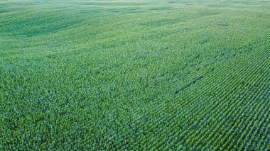 İnsansız hava aracı perspektifinden mısır tarlası.