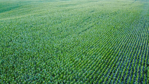 Corn field from a drone aerial perspective.