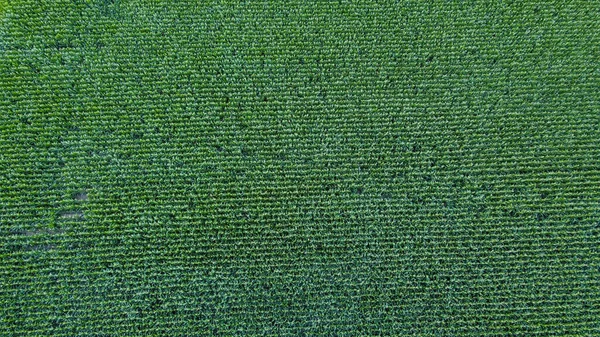 Campo Milho Partir Uma Perspectiva Aérea Drone — Fotografia de Stock