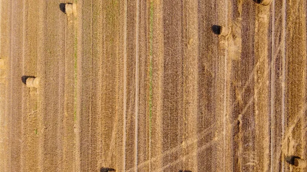 Vue Aérienne Sur Vaste Champ Agricole Recouvert Nombreuses Balles Paille — Photo