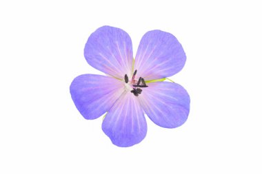 Cranesnill beyaz arka planda izole edilmiş küçük çiçekler.