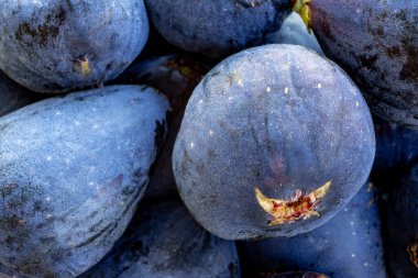 Taze incir çiftliği geçmişi. Makro, olgun çiftlik incirlerine yaklaş.