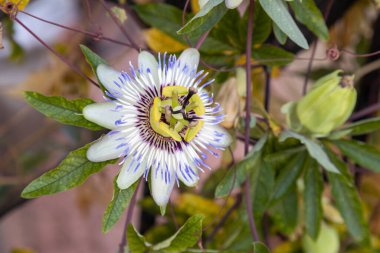 Marakuia çiçeği ya da Passiflora edulis, Paraguay ve kuzey Arjantin üzerinden Güney Brezilya 'ya özgü bir tutku çiçeğidir.
