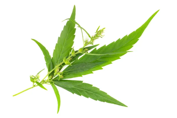 Hoja Cannabis Ramas Flores Cortadas Sobre Fondo Blanco Listo Para — Foto de Stock