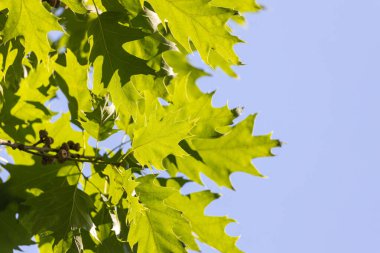 Mavi güneşli gökyüzüne karşı canlı yeşil yapraklı canlı yaz arkaplanı