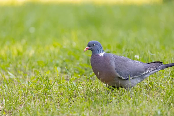 Wood pigeon building a nest. Gathering nest material on a vivid springtime grass