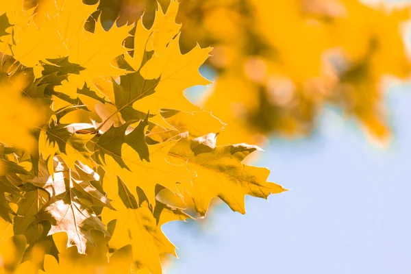 Żywe Jesienne Tło Żółtymi Złotymi Kolorowymi Liśćmi Przed Błękitnym Słonecznym — Zdjęcie stockowe