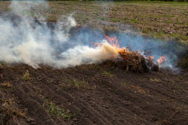 Kırp ve yak tarımı ya da sakal yakma. Toprağı sürdükten sonra ot kalıntılarından kurtulmak için tarımsal bir tarlada yangın çıktı.