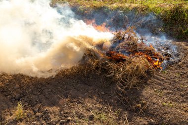 Kırp ve yak tarımı ya da sakal yakma. Toprağı sürdükten sonra ot kalıntılarından kurtulmak için tarımsal bir tarlada yangın çıktı.
