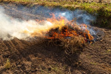 Kırp ve yak tarımı ya da sakal yakma. Toprağı sürdükten sonra ot kalıntılarından kurtulmak için tarımsal bir tarlada yangın çıktı.