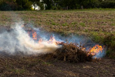Kırp ve yak tarımı ya da sakal yakma. Toprağı sürdükten sonra ot kalıntılarından kurtulmak için tarımsal bir tarlada yangın çıktı.