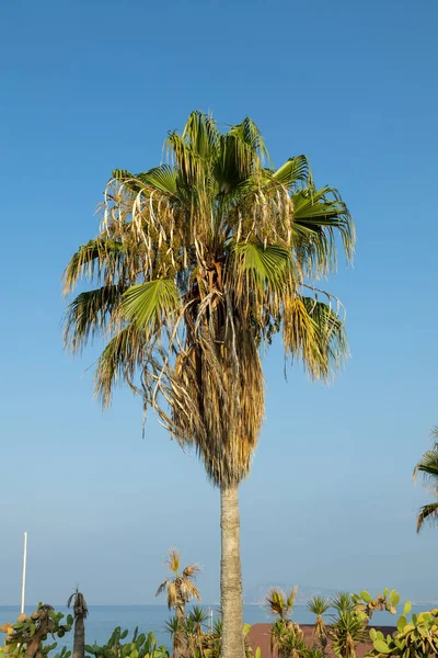 站在海岸上的棕榈树 非常适合隔离 — 图库照片