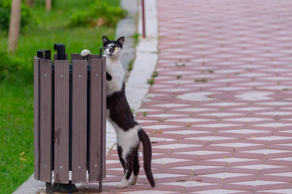 Caules Gato Para Restos Comida Lata Lixo Beco Parque — Fotografia de Stock