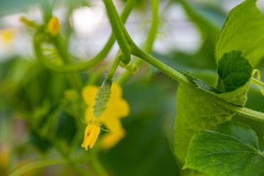 Kopya alanı olan bir serada salatalık. Otantik çiftlik serisi