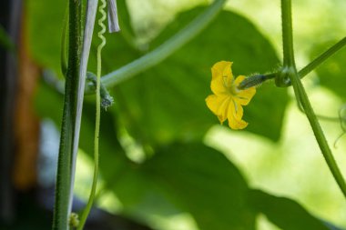 Kopya alanı olan bir serada salatalık. Otantik çiftlik serisi