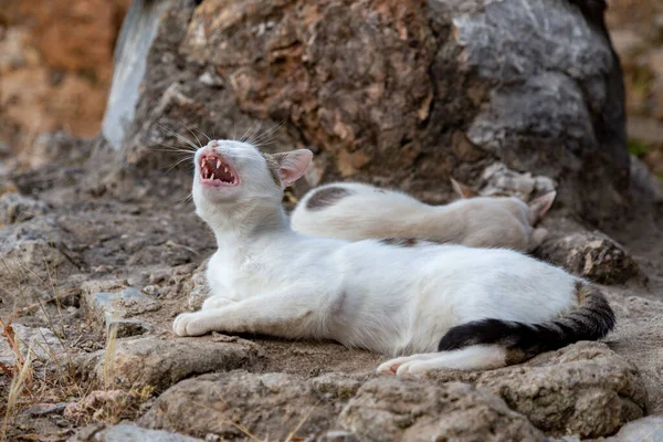 Gato Boceja Alto Enquanto Aprecia Sol Manhã — Fotografia de Stock