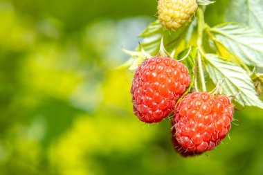 Ahududu, organik evlerle birlikte tarım arazisinde yetişir.