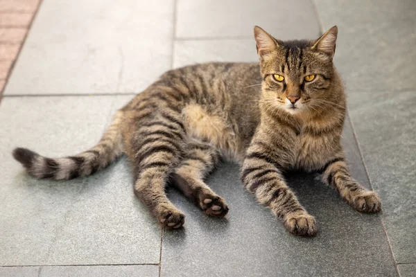 Taş zeminde kedi dinleniyor.