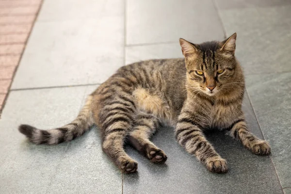 Repose Chat Dans Cour Sur Sol Pierre — Photo