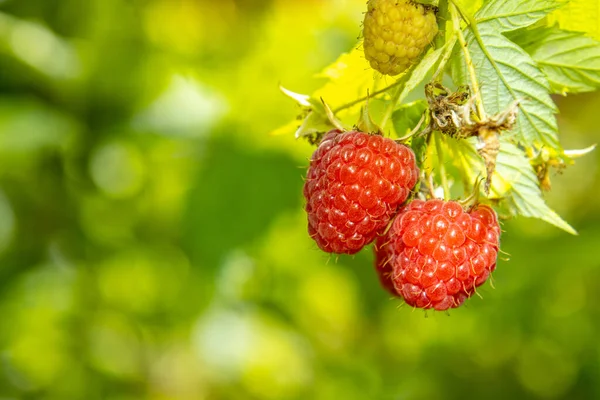 Ahududu, organik evlerle birlikte tarım arazisinde yetişir.