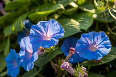 Sabah zaferi çiçekleri bahçede yetişir. Çitlerin peyzajı için kullanılan asma bitkisi