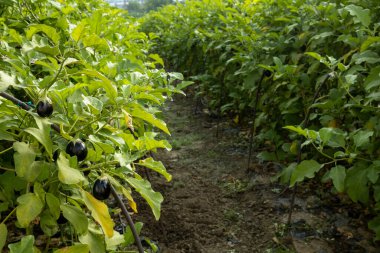 Tarımsal çiftlik evindeki bitki dallarında asılı organik patlıcan sebzeleri. Otantik çiftlik serisi