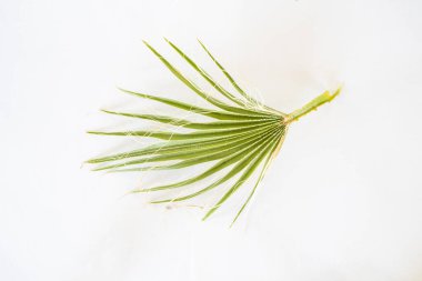 Beyaz arkaplanda yalıtılmış palmiye ağacı yaprağı