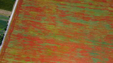 Haşhaş çiçekleriyle dolu arazide hava manzarası. Yukarıdan en üst dron görünümü