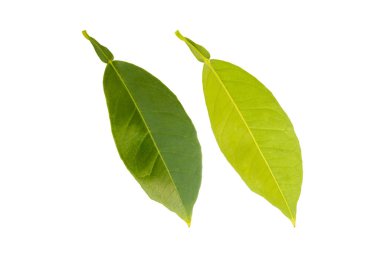 Beyaz arka planda kesilmiş portakal ağacı yaprağı. Ön ve arka