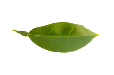 Beyaz arka planda kesilmiş portakal ağacı yaprağı. Ön ve arka