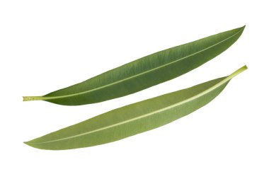 Oleander yaprağı önde ve arkada beyaz arkaplanda kesilmiş