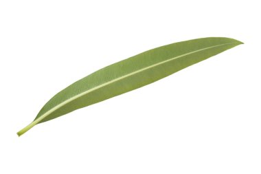 Oleander yaprağı önde ve arkada beyaz arkaplanda kesilmiş