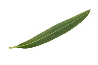 Oleander yaprağı önde ve arkada beyaz arkaplanda kesilmiş