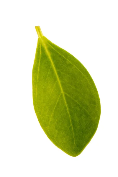 Πράσινο Γκρι Φύλλα Μανγκρόουβ Μπροστά Και Πίσω Κομμένα Λευκό Φόντο — Φωτογραφία Αρχείου